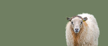 Banner With Icelandic Sheep At Dark Green, Khaki, At Solid Background With Copy Space, Iceland, Details, Closeup. Concept Of Sheep Wool Production Industry.
