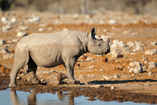 A Black Rhinoceros (Diceros Bicornis) At A Waterhole, Etosha National Park, Namibia.