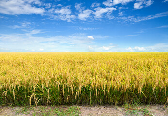 Paddy rice field before harvest with blue sky background.