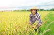 © Verin - Portrait asian woman in checkered shirt and wear hat working in paddy, happy senior farmer is harvesting in rice field
