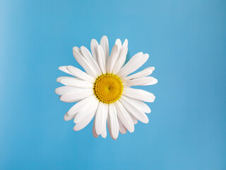 isolated one big chamomile flower with white petals and yellow heart on blue background. flat lay. t