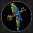 Colorful macaw bird zentangle arts. isolated on black background.