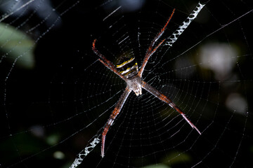 Striped spider on a white web pattern and water droplets on the web