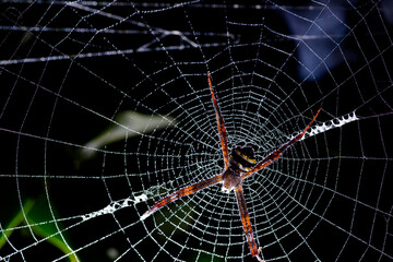 striped spider on a white web pattern and water droplets on the web