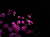 Fototapeta Psy - flowers on black