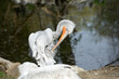 Krauskopf-Pelikan  im Zoo Schönbrunn in Wien, Österreich, Europa