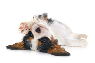 Poster - puppy cavalier king charles