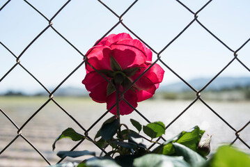 Wall Mural - rose through a metal fence