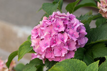 Pink Hydrangea, Close-up