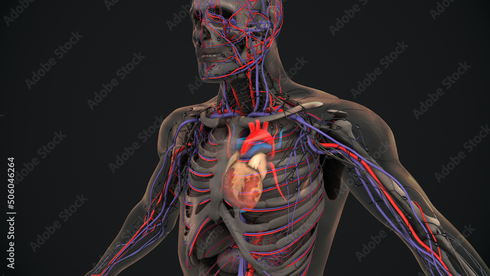 Human Heart With Veins And Arteries Stock Illustration Adobe Stock