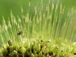 Extreme closeup on spores of windblown moss dicranum