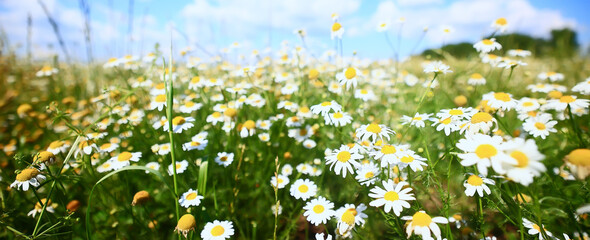 Wall Mural - summer field of white daisies landscape seasonal flowers