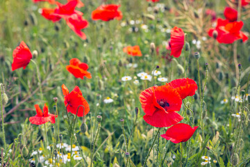 Canvas Print - Closeup of a blooming popies among other flowering wild plants such as wild daisies. The photo was taken on a spring day just after a heavy rain shower. Small water droplets are still visible.