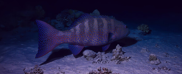 Poster - coral fish in the red sea underwater photo