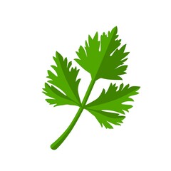 Wall Mural - Fresh green parsley leaves on white background. Parsley isolated. Vector illustration.