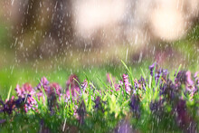 Spring Wild Flowers Rain Drops Abstract Background