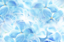 Blue Background Lilac Flowers Abstract, Spring Season Light Texture