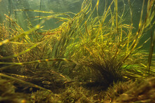 Green Algae Underwater In The River Landscape Riverscape, Ecology Nature