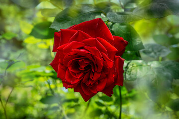 Wall Mural - Luxurious bright red rose Red Star against the background of lush green garden. Rose petals with dew drops. Close-up. Selective focus. Romantic love theme.