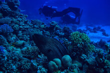 Moray Eel Under Water, Nature Photo Wild Snake Predator Marine In The Ocean