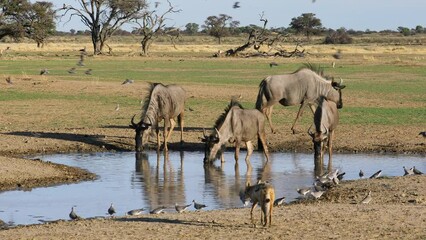 Wall Mural - Blue wildebeest (Connochaetes taurinus) drinking at a waterhole with doves and a jackal, Kalahari desert, South Africa