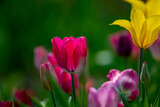 Fototapeta Tulipany - 北海道で咲く満開のチューリップ畑