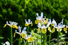 Beautiful Season When Yellow Dutch Iris Is In Full Bloom.