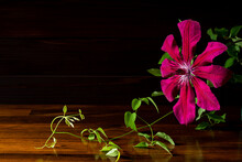 Beautiful Red Velvet-shaped Clematis Flowers Against A Wooden Board Background.