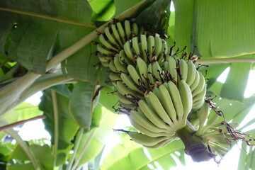 Wall Mural - banana, fruit, tree, bunch, green, food, plant, tropical, nature, bananas, agriculture, healthy, yellow, fresh, ripe, farm, unripe, organic, natural, plantation, growth, leaf, sweet, raw