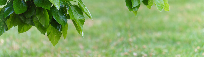 green leaves in sunlight. young poplar leaves	