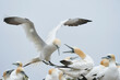 Gannets (Morus bassanus) squabbling in the crowded colony on the cliffs of Great Saltee Island off the coast of Ireland.