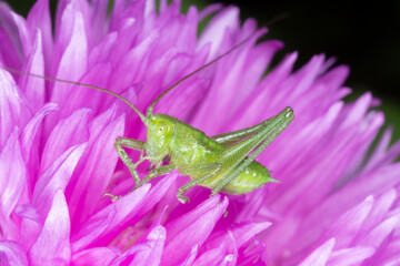 Poster - green grasshopper sitting on purple cornflower