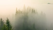 Forest Rain Day Morning Dawn Sun Wood Misty Magic Pine Tree Fog