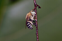 Blue Banded Bee In Blurred Background, Blue Banded Bee, Bee