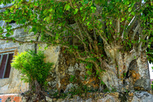 Old Tree With Exposed Roots Hanging Onto A Weathered Wall