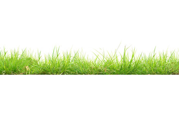 Isolated green grass on a white background