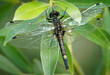 Large White-faced Darter - Leucorrhinia pectoralis or yellow-spotted whiteface small dragonfly genus Leucorrhinia in the family Libellulidae,  large yellow seventh segment of abdomen, on green leaf.