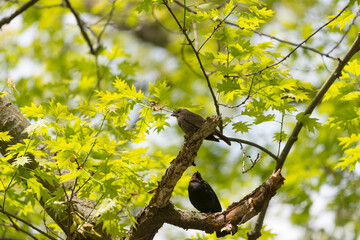 Wall Mural - birds in an oak tree in spring (female and male Brown-headed cowbird)