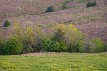 Poster - Fresh Green Upland Shrubs in Warm Sunset Light