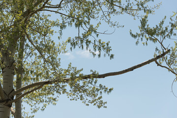 Wall Mural - tree in the sky - springtime