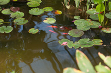 Gold Fish, Water Lilies, And Reeds 