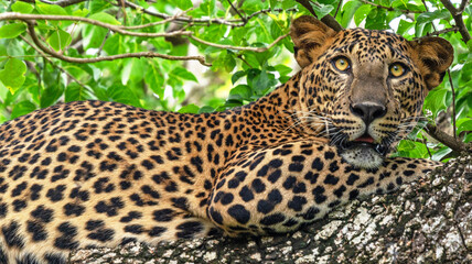 Wall Mural - Leopard wild animal on the tree in jungle, Yala National Park, Sri Lanka