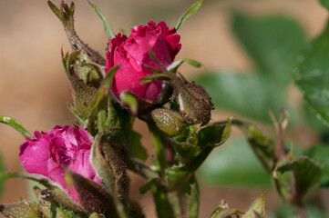 rose buds and flowers