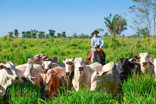 Herd Of Cattle On Pasture, With Farmer On The Background Riding Horse On Grassland, Wearing Cowboy Hat. Brazil, Pará State, Amazon.