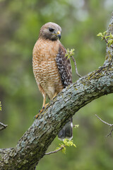 Poster - Red-shouldered hawk