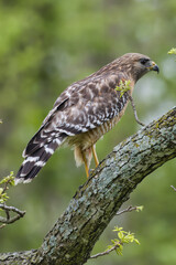 Poster - Red-shouldered hawk