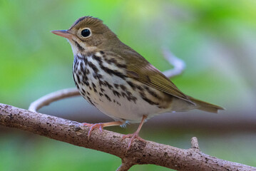ovenbird
