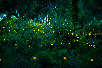 Wall Mural - Firefly flying in the forest. Fireflies in the bush at night at Prachinburi, Thailand. Bokeh light of firefly flying in forest night time. Add noise and film grain, selective focus.