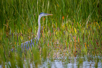 Wall Mural - Great blue heron wades through the high grasses in Viera Beach