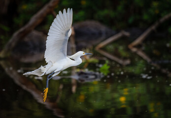 Wall Mural - Profile of a Graceful snowy white egret with bright yellow feet of breeding season